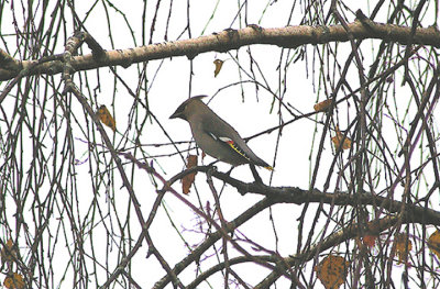 WAXWING , BUCKFASTLEIGH , DEVON , 4 , 12 , 2010