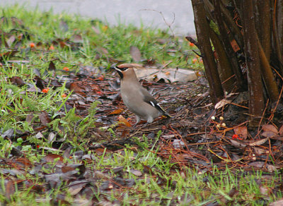 WAXWING . MARSH BARTON . EXETER . DEVON . 6 . 1 . 2011
