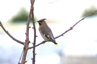 WAXWING . THE EXETER SERVICES . DEVON . 1 . 1 . 2013