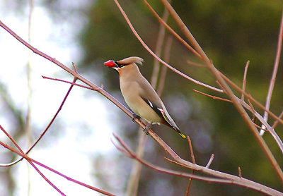 WAXWING . THE EXETER SERVICES . DEVON . 1 . 1 . 2013