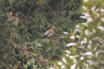 WAXWING . TOPSHAM . DEVON . 2 . 3 . 2013