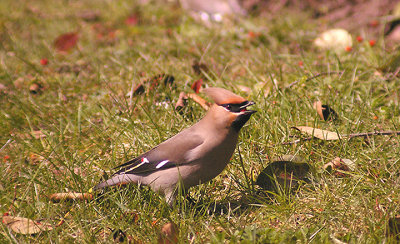 WAXWING . TOPSHAM . DEVON . 3 , 4 , 2013