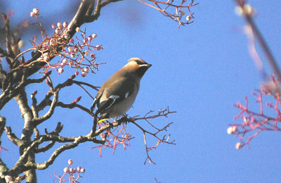 WAXWING . WONFORD ST . EXETER . DEVON . 29 . 11 . 2012