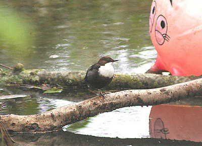 DIPPER . THE LUDWELL VALLEY . DEVON . 28 . 12 . 2011