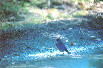 WESTERN BLUEBIRD , LAKE HEMET , CALIFORNIA , USA . 14 , 11 , 2004