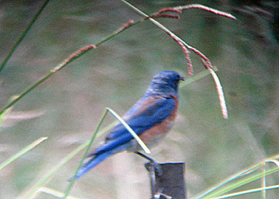 WESTERN BLUEBIRD . THE BUCKTHORN CAMP . CALIFORNIA . USA . 24 . 7 . 2009