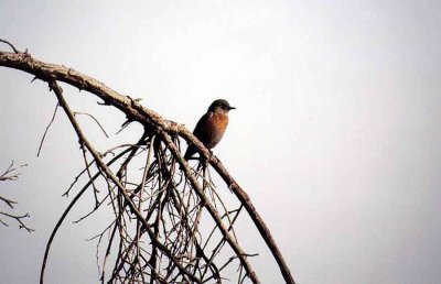 WESTERN BLUEBIRD . PALM SPRINGS . CALIFORNIA . USA . 26 / 2 / 2000