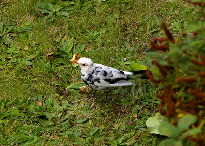  BLACKBIRD ( Partial Albino ) . 17 SUNHILL AVENUE . TOPSHAM . DEVON . ENGLAND . 15 . 9 . 2009