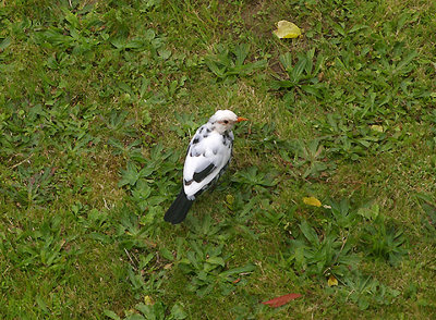  BLACKBIRD ( Partial Albino ) . 17 SUNHILL AVENUE . TOPSHAM . DEVON . ENGLAND . 15 . 9 . 2009