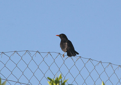 BLACKBIRD . THE MOTEL RIBIS . Nr AGADIR . MOROCCO . 10 / 3 / 2010