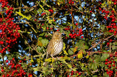 SONG THRUSH . THE EXMINSTER MARSHES . DEVON . 15 . 11 . 2010