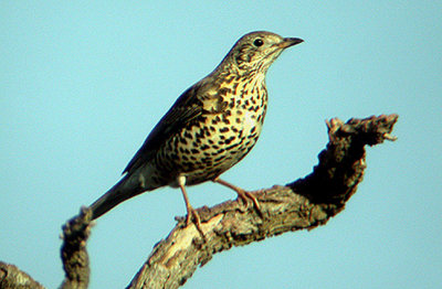 Mistle Thrush . Topsham . Devon . 25 / 10 / 2002