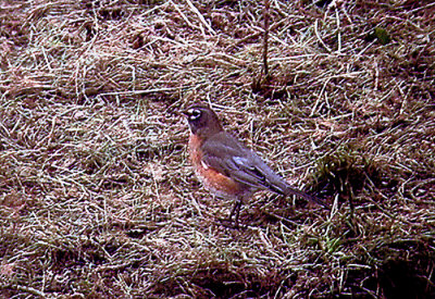  AMERICAN ROBIN . GODREVY POINT . CORNWALL . 15 / 12 / 2003