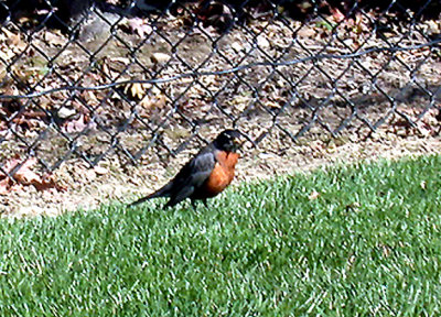 AMERICAN ROBIN , ARLINGTON CEMETERY , VIRGINIA , USA . 23 , 3 , 2004