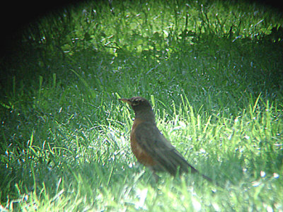 AMERICAN ROBIN . HURKEY CREEK CAMPGROUND . CALIFORNIA . USA . 23 . 7 . 2009