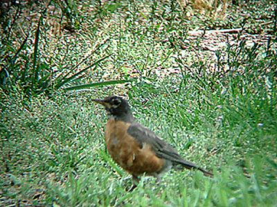 AMERICAN ROBIN . THE HURKEY CREEK CAMPGROUND . CALIFORNIA . USA . 24 . 7 . 2009