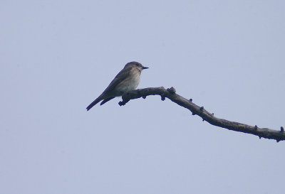SPOTTED FLYCATCHER . THE TOPSHAM CEMETERY . DEVON . 27 . 9 . 2013