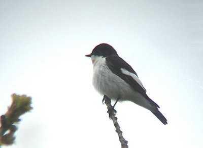 PIED FLYCATCHER , YARNER WOOD , DEVON , 15 , 4 , 2009