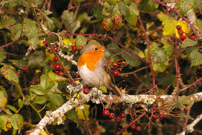 ROBIN . BOWLING GREEN MARSH . TOPSHAM . DEVON . 5 . 11 . 2012