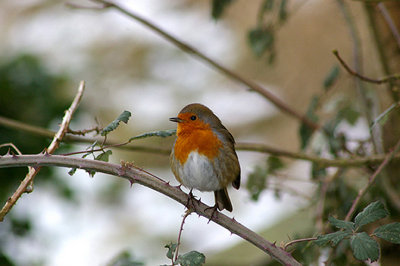 ROBIN . BOWLING GREEN MARSH . TOPSHAM . DEVON . 11 . 1 . 2010