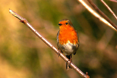 ROBIN . Nr IDE . DEVON . 18 . 1 . 2011