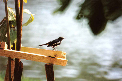 ORIENTAL MAGPIE ROBIN ,. KLCC PARK . KUALA LUMPUR . MALAYSIA . 16 . 6 . 2000 