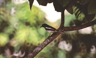 ORIENTAL MAGPIE ROBIN . KLCC PARK . KUALA LUMPUR . MALAYSIA . 16 . 6 . 2000