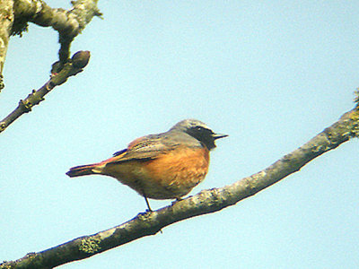 REDSTART , CHALLACOMBE FARM , DARTMOOR , DEVON , 10 , 5 , 2006