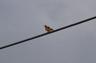  MOUSSIER`S REDSTART .  TIZNIT TO BOUNEAKARNE . MOROCCO . 3 / 3 / 2010