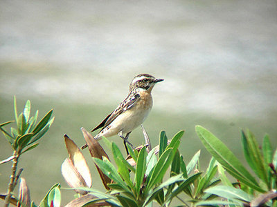  WHINCHAT . IZTUSA BEACH AREA . TURKEY. 21 / 4 / 2008