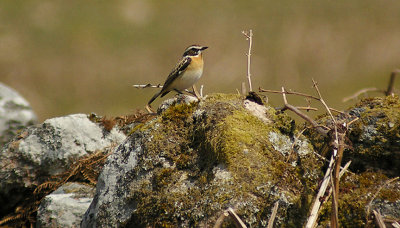 WHINCHAT . DARTMOOR . DEVON . 1 . 5 . 2013