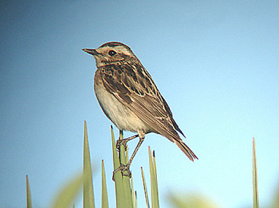 WHINCHAT . HOPA . TURKEY . 18 . 5 . 2007