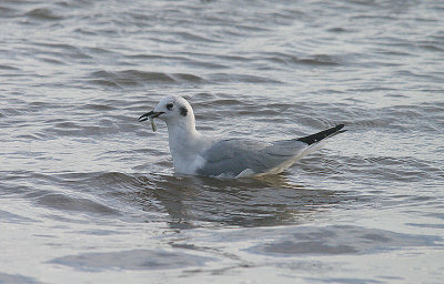 BONAPARTE`S GULL . DAWLISH WARREN . DEVON . 12 . 11 . 2013 