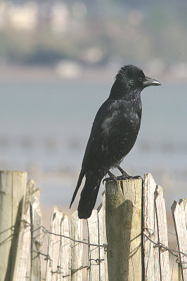Carrion Crow . Corvus corone