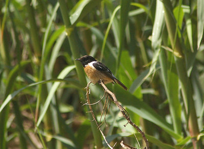 COMMON STONECHAT . THE OUED MASSA RESERVE . MOROCCO . 9 / 3 / 2010 