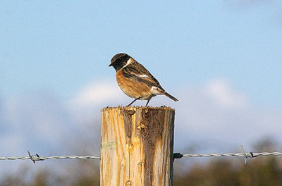 STONECHAT . TREMLETT`S MARSH , DEVON . 25 . 11 . 2010