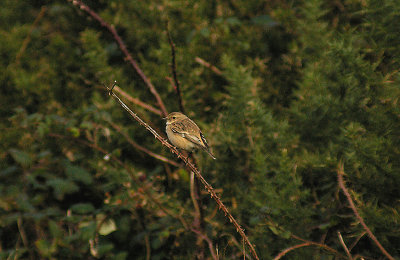 SIBERIAN STONECHAT , MID SOAR FARM , DEVON , 28 , 10 , 2012