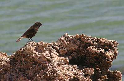 BLACK WHEATEAR . DAKHLA BAY . WESTERN SAHARA . 5 / 3 / 2010