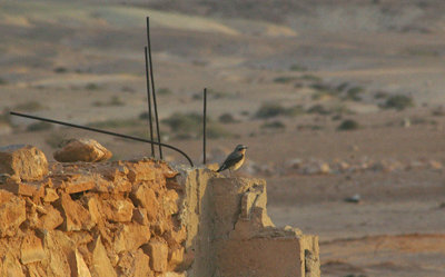 NORTHERN WHEATEAR . THE CAFE CHTOUKAN . WESTERN SAHARA . 5 / 3 / 2010