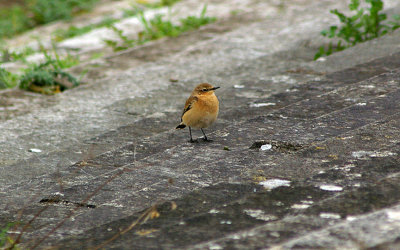 NORTHERN WHEATEAR . CHEDDAR RESERVOIR . SOMERSET . 7 . 10 . 2009