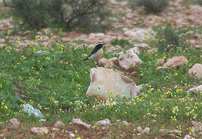  RED RUMPED WHEATEAR . TIZNIT TO BOUNEAKARNE . MOROCCO . 3 / 3 / 2010