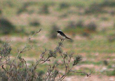 RED RUMPED WHEATEAR . TIZNIT TO BOUNEAKARNE . MOROCCO . 3 / 3 / 2010