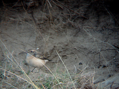 PIED WHEATEAR , NORTHAM BURROWS , DEVON , 19 , 11 , 2007