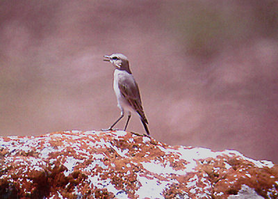 ISABELLINE WHEATEAR , NR SEKI , TURKEY , 23 , 8 , 2006