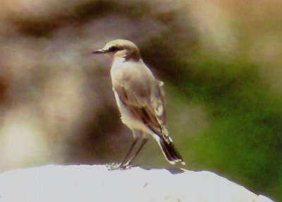 ISABELLINE WHEATEAR . NR SEKI . TURKEY . 23 . 8 . 2006