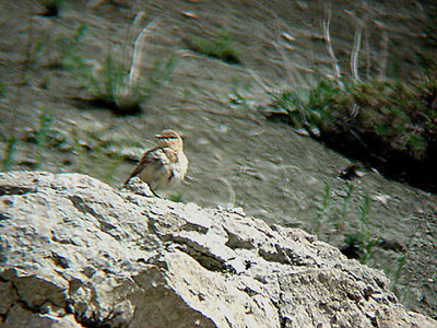 ISABELLINE WHEATEAR , ISHAKPASA SARAYI PALACE , TURKEY , 14 , 5 , 2007