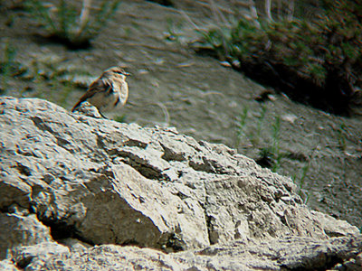 ISABELLINE WHEATEAR . THE ISHAKPASA SARAYI PALACE . TURKEY . 14 . 5 . 2007