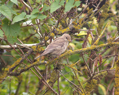 ROSE COLOURED STARLING . DAWLISH WARREN . DEVON . 19 . 9 . 2013
