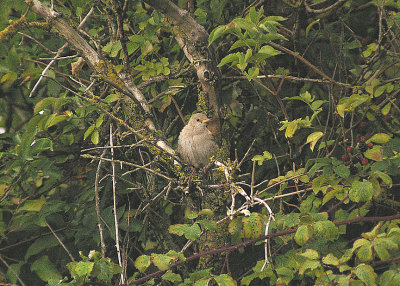 ROSE COLOURED STARLING . DAWLISH WARREN . DEVON . 19 . 9 . 2013