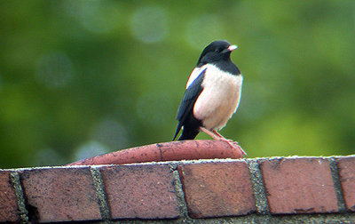 ROSE COLOURED STARLING . DAWLISH . DEVON . 22 / 6 / 2002